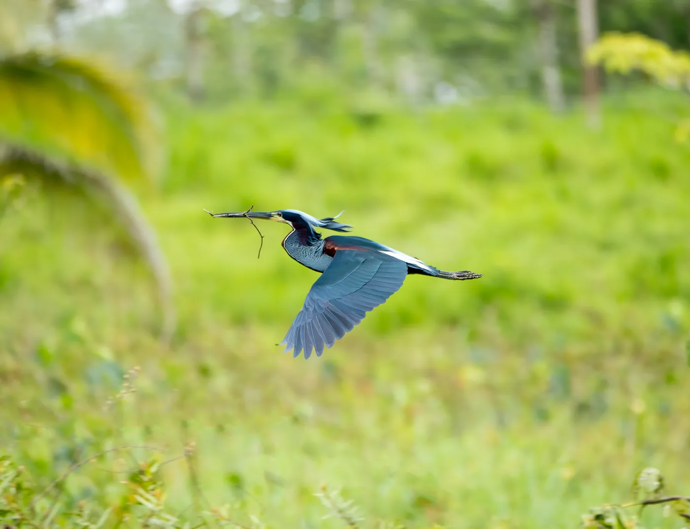 Agami Heron in flight over Agami Island