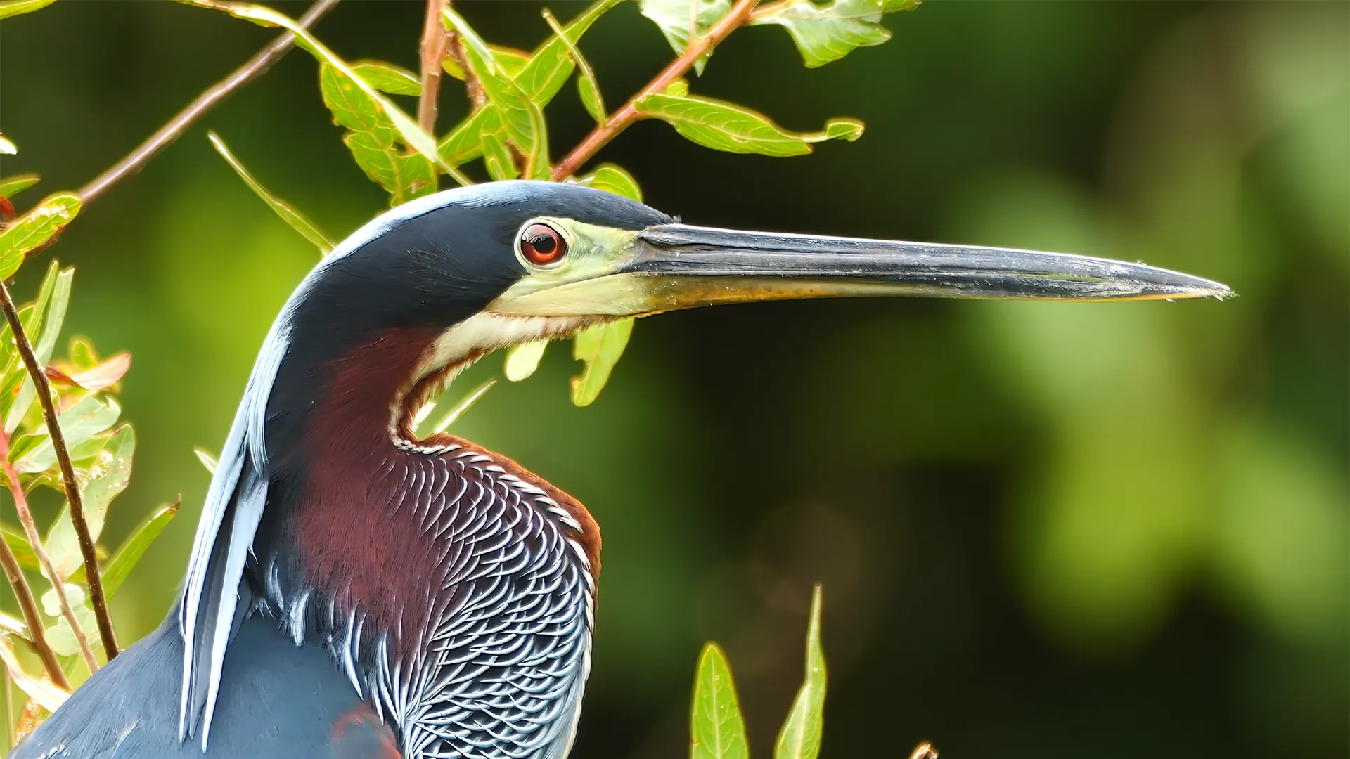 Agami Heron