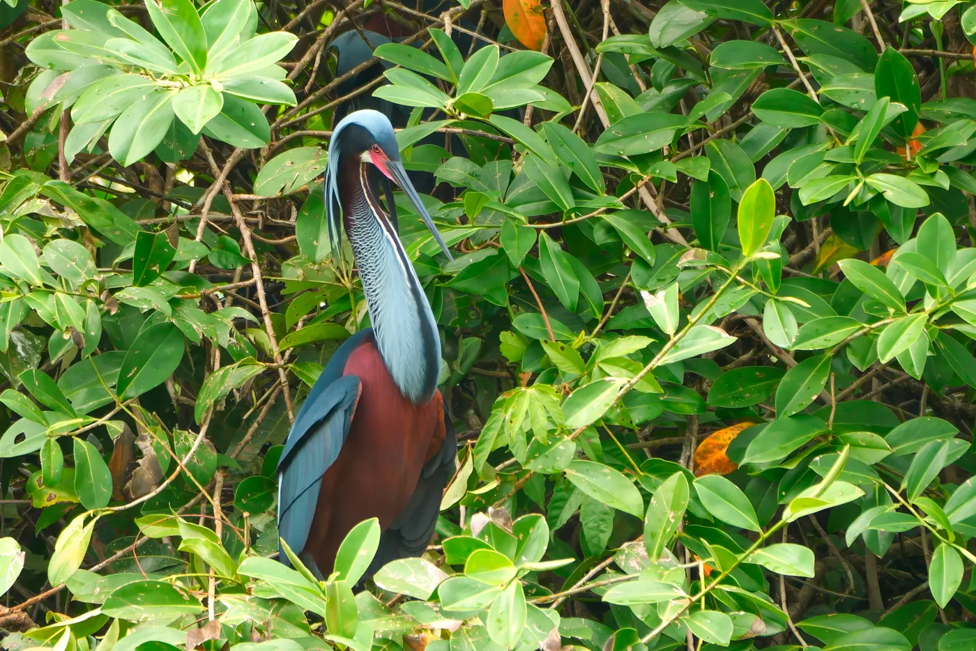 Agami Heron among the foliage