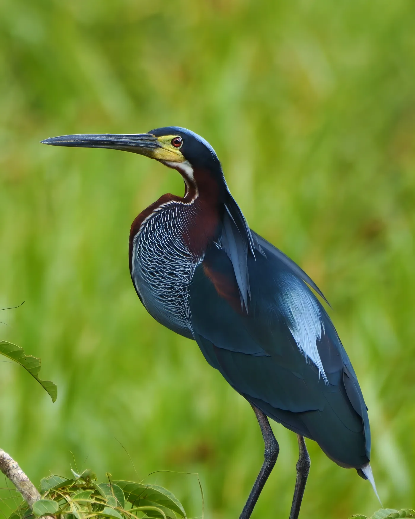 Agami Heron perched at Agami Island