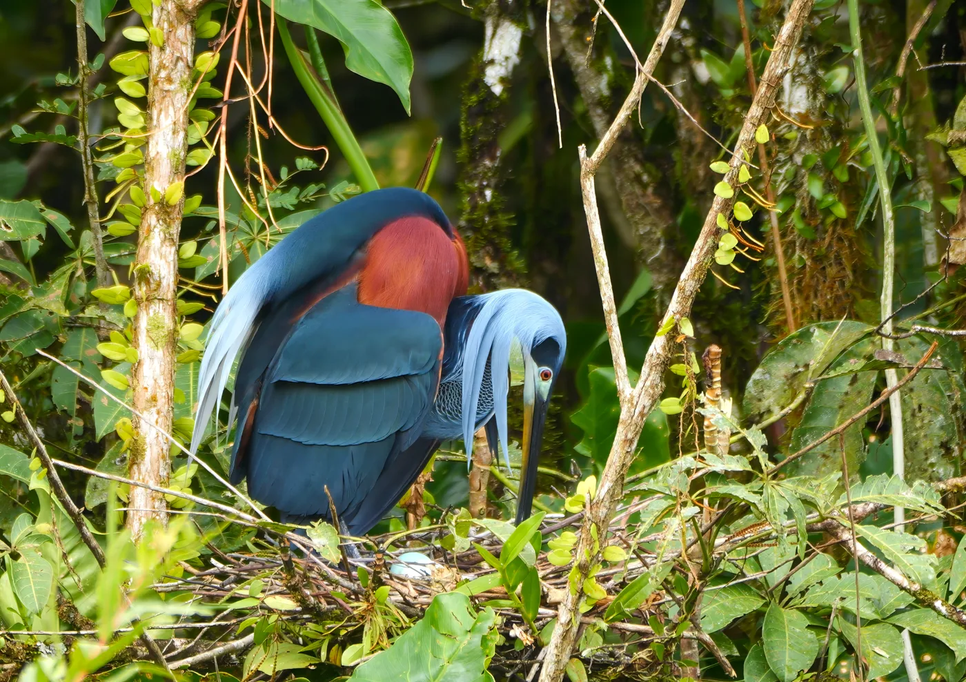 Agami Heron showing its rufous neck and blue plumes