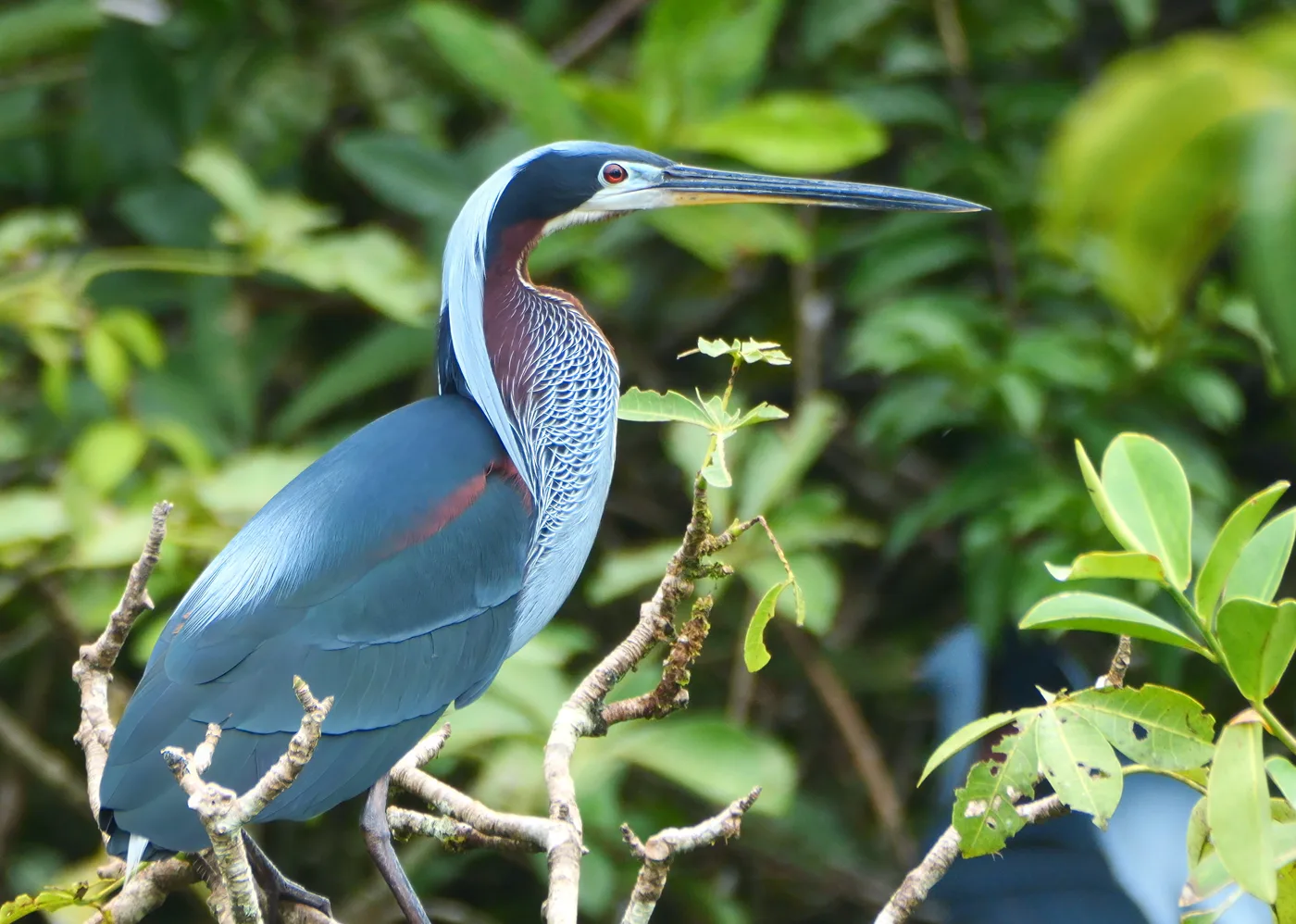 Agami Heron in breeding plumage