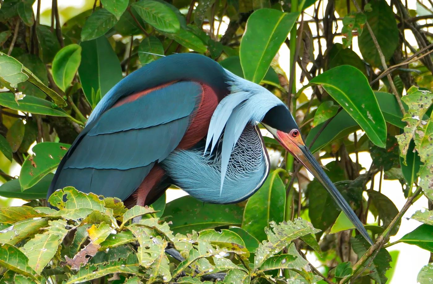 Agami Heron