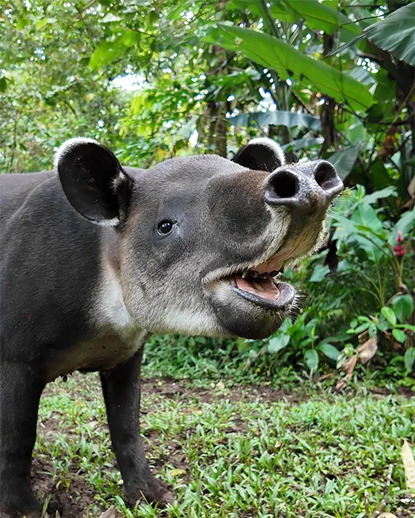 Costa Rica Baird's Tapir