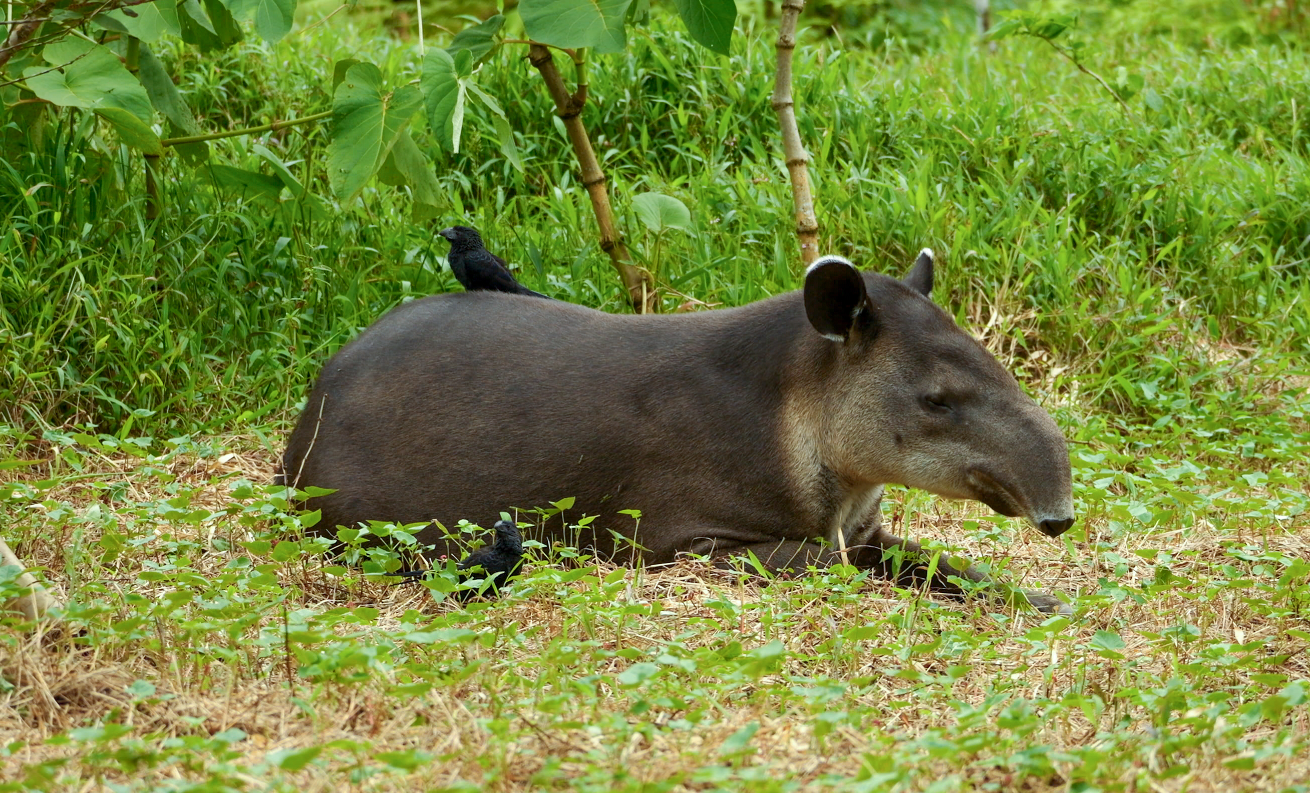 Curious Baird's Tapir looking around