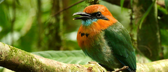 Costa Rican motmots