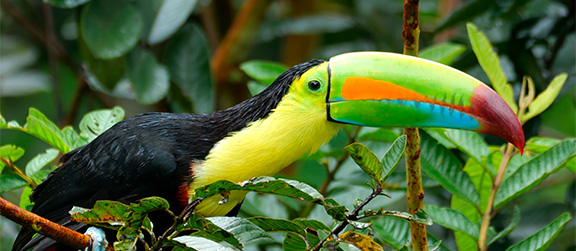 Toucan