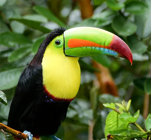 Keel-billed Toucan