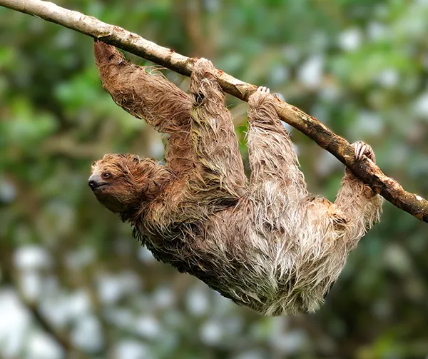 Three-toed Sloth