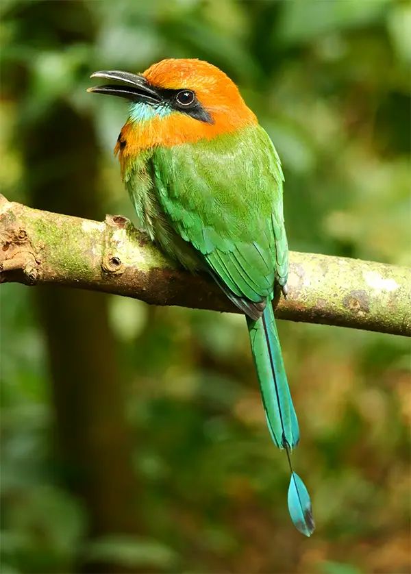 Broad-billed Motmot