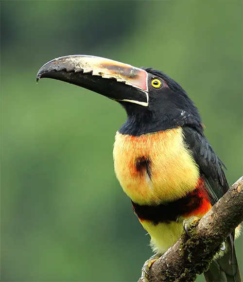 Collared Aracari
