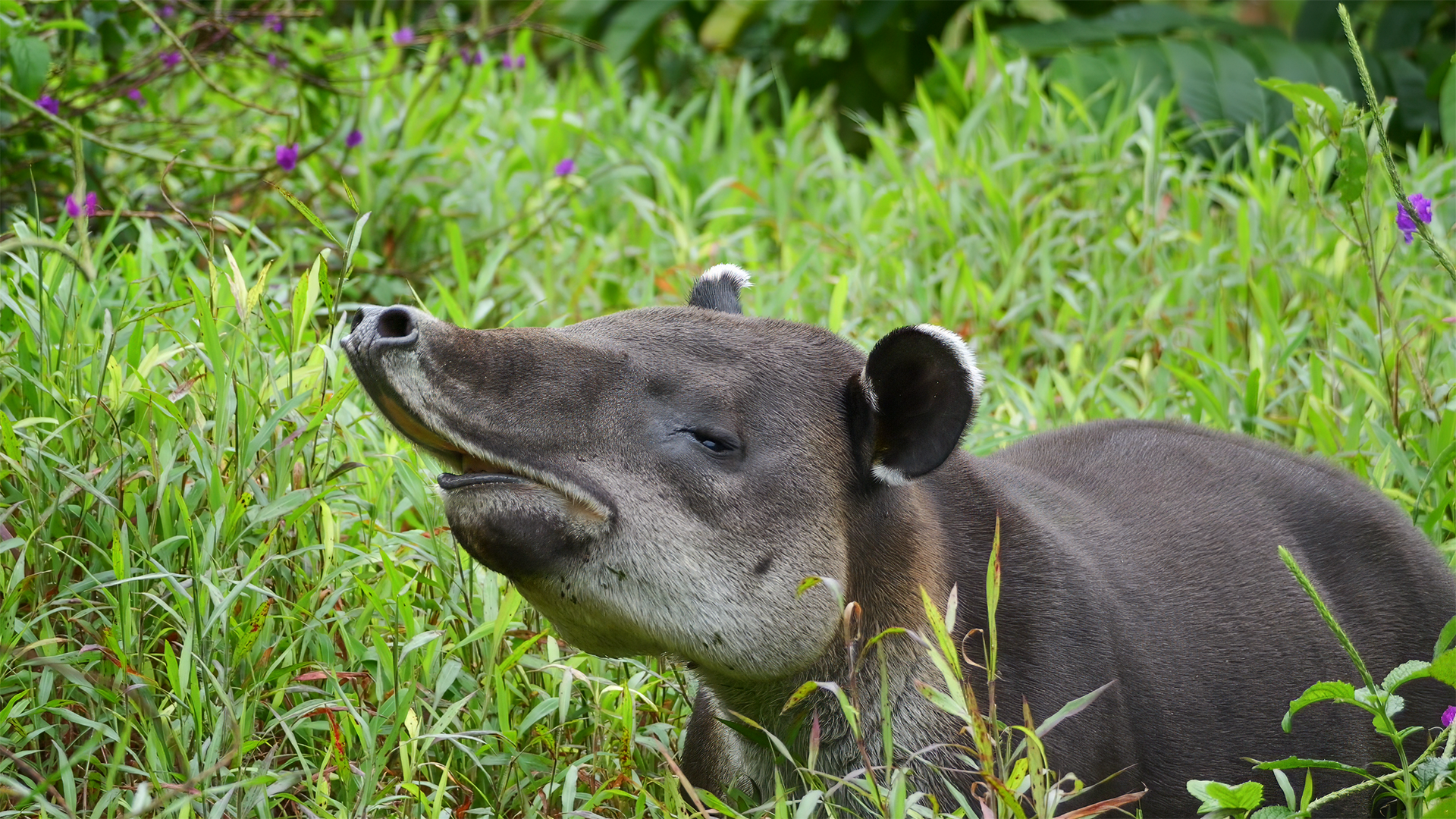 Heliconias Rainforest Lodge