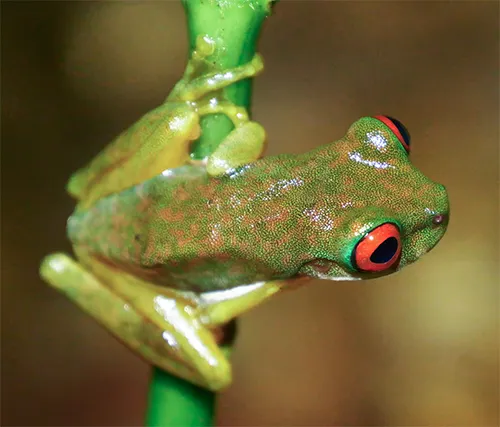 Duellmanohyla rufioculis