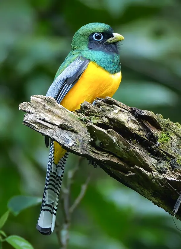 Graceful Black-throated Trogon