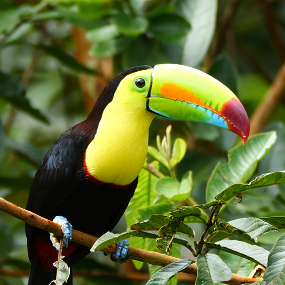 Keel-billed Toucan in Bijagua Costa Rica
