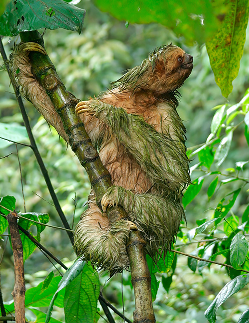 Three-toed Sloth in Costa Rica