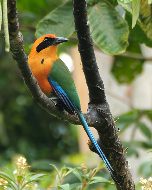 Rufous Motmot