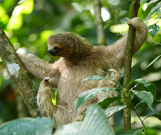 Sloth in Costa Rica