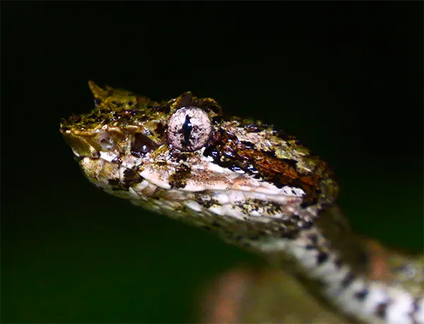 Central American Eyelash Viper