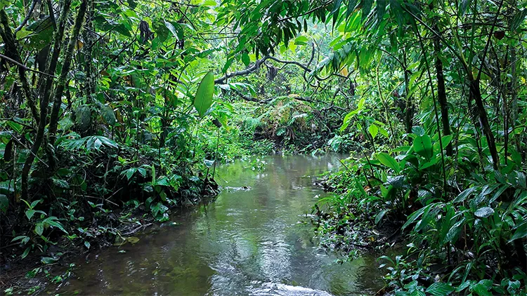Tapir Valley Riparian Habitat