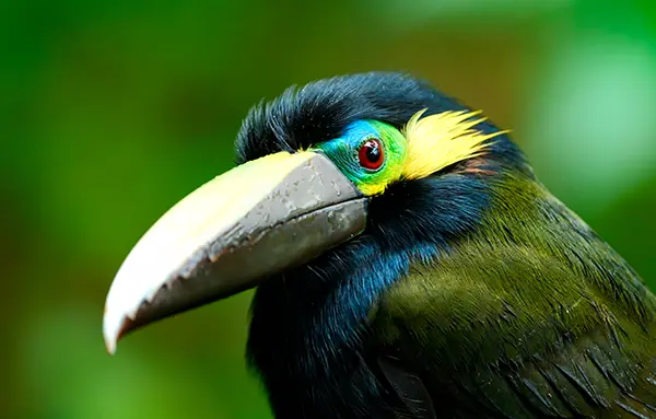 Yellow-eared Toucanet
